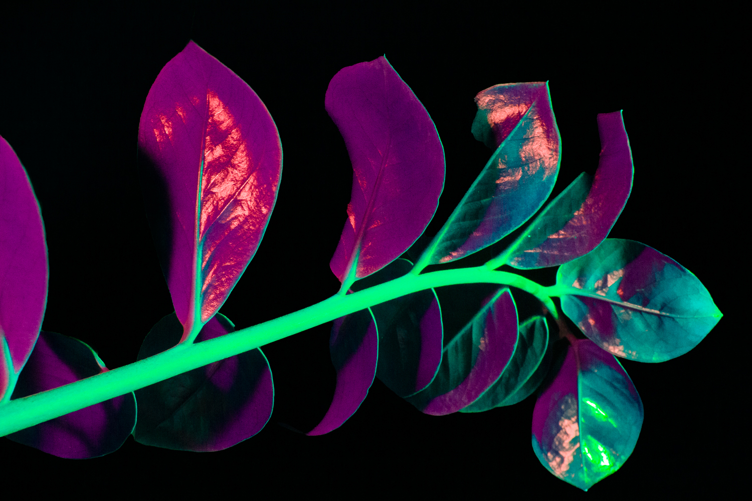Otherwordly Flora Photo 